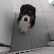 Uno participe au concours pour gagner de l'argent avec cette photo : dog, wet_fur, looking_up, floor_tiles, indoor, puppy, black_brown_white_fur, pet, animal, cute, waiting, kitchen, baby_gate, furniture, domestic, companion, adorable, floor, household, canine