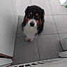 dog, wet_fur, looking_up, floor_tiles, indoor, puppy, black_brown_white_fur, pet, animal, cute, waiting, kitchen, baby_gate, furniture, domestic, companion, adorable, floor, household, canine