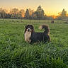 Uno participe au concours pour gagner de l'argent avec cette photo : dog, field, grass, sunset, outdoor, nature, animal, pet, rural, greenery, fur, tail, canine, sky, trees, fence, peaceful, landscape, sunlight, daylight