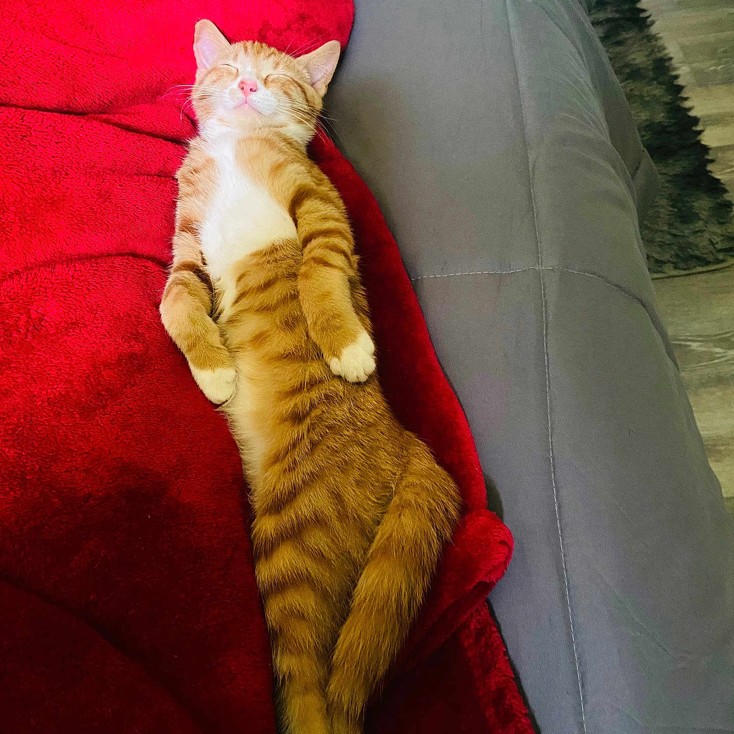 Tito Whiteshoes is registered to the contest to win money with this photo: blanket, cat, couch, cozy, cute, domestic_cat, feline, fur, gray_couch, indoor, lying_down, orange_tabby, pet, pink_nose, red_blanket, relaxed, resting, sleeping, striped, whiskers