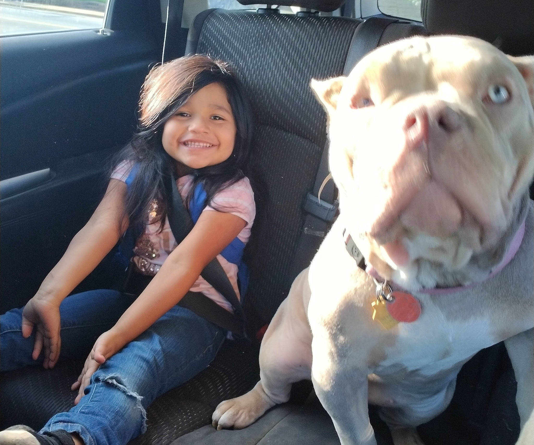 Miriam joined the competition — help win amazing prizes! automotive_design, automotive_exterior, automotive_tire, bulldog, car, carnivore, companion_dog, denim, dog, dog_breed, dog_collar, fawn, happy, jeans, joy, motor_vehicle, person, personal_luxury_car, smile, snapshot