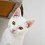 alert, animal, cat, close_up, curious, cute, domestic_animal, ears, face, feline, fur, head_tilt, indoor, looking, mammal, pet, portrait, whiskers, white_cat, yellow_eyes