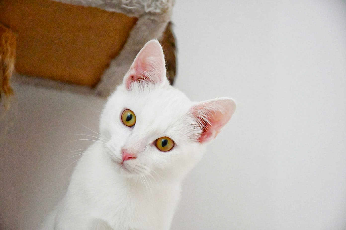 Snow a rejoint le concours — aidez-le/la à gagner de superbes lots ! alert, animal, cat, close_up, curious, cute, domestic_animal, ears, face, feline, fur, head_tilt, indoor, looking, mammal, pet, portrait, whiskers, white_cat, yellow_eyes