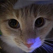 Gus is registered to the contest to win money with this photo: cat, tabby, close_up, whiskers, big_eyes, pink_nose, feline, fur, portrait, pet, indoor, macro, curiosity, muzzle, face, close_shot, domestic_cat, golden_eyes, soft_fur, reflection