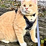 cat, orange_cat, harness, leash, collar, bell, outdoor, wooden_bench, sitting, paws, whiskers, ears, golden_eyes, fur, pet, close_up, autumn_leaves, nature, muzzle, white_paws