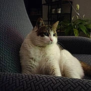 Loulou participe au concours pour gagner de l'argent avec cette photo : animal, armchair, basket, brown, calm, cat, cozy, domestic, feline, fluffy, furniture, indoor, patterned, pet, plant, portrait, quiet, relaxed, resting, white