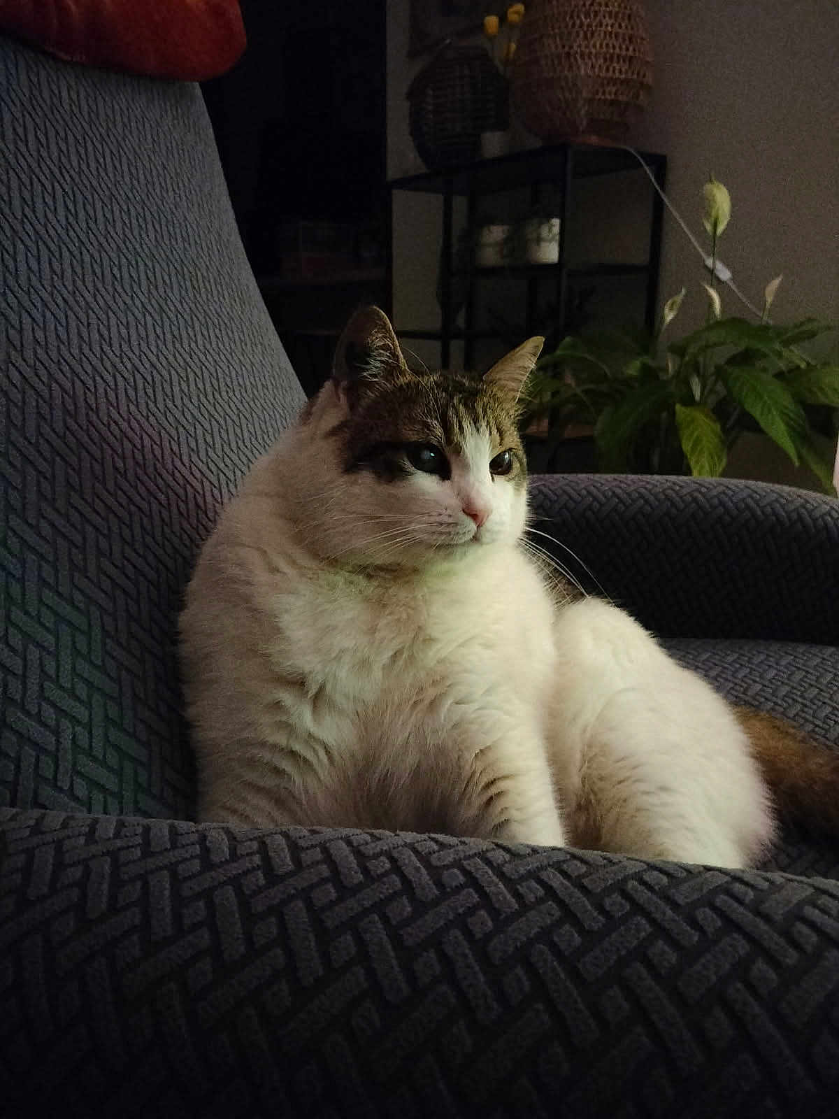 Loulou