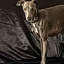 alert, animal, black, brown, canine, collar, dark_background, dog, ears, four_legs, fur, indoor, looking, muzzle, pet, portrait, shadow, slender, standing, whiskers