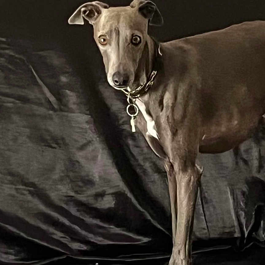 Spidi a rejoint le concours — aidez-le/la à gagner de superbes lots ! alert, animal, black, brown, canine, collar, dark_background, dog, ears, four_legs, fur, indoor, looking, muzzle, pet, portrait, shadow, slender, standing, whiskers