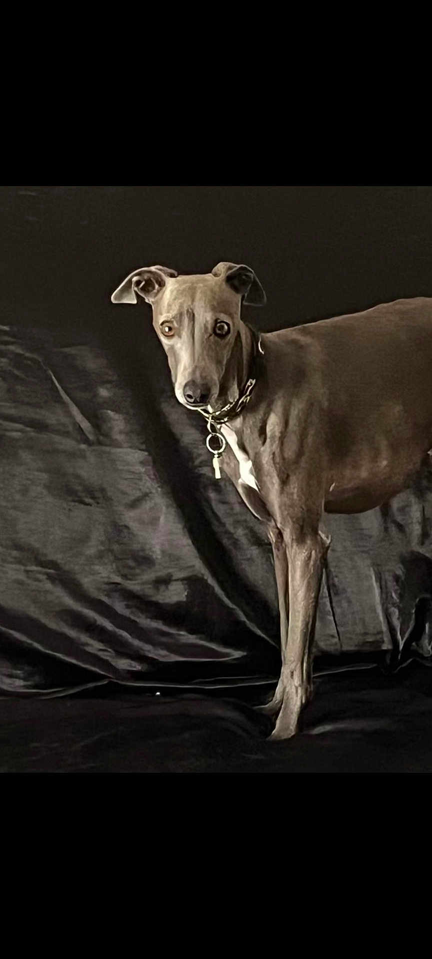 Spidi a rejoint le concours — aidez-le/la à gagner de superbes lots ! alert, animal, black, brown, canine, collar, dark_background, dog, ears, four_legs, fur, indoor, looking, muzzle, pet, portrait, shadow, slender, standing, whiskers