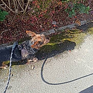 Pirate participe au concours pour gagner de l'argent avec cette photo : bushes, canine, daytime, dog, ear, fur, garden, leash, leaves, nature, outdoor, path, pavement, pet, shadow, sidewalk, small_dog, snout, sunlight, walking