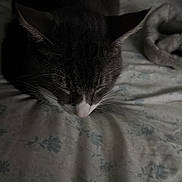 Zephirot is registered to the contest to win money with this photo: animal, bed, cat, comfort, cozy, dark, ears, feline, floral_pattern, fur, home, indoor, nose, pet, quiet, relaxation, resting, shadow, sleeping, whiskers