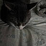 animal, bed, cat, comfort, cozy, dark, ears, feline, floral_pattern, fur, home, indoor, nose, pet, quiet, relaxation, resting, shadow, sleeping, whiskers