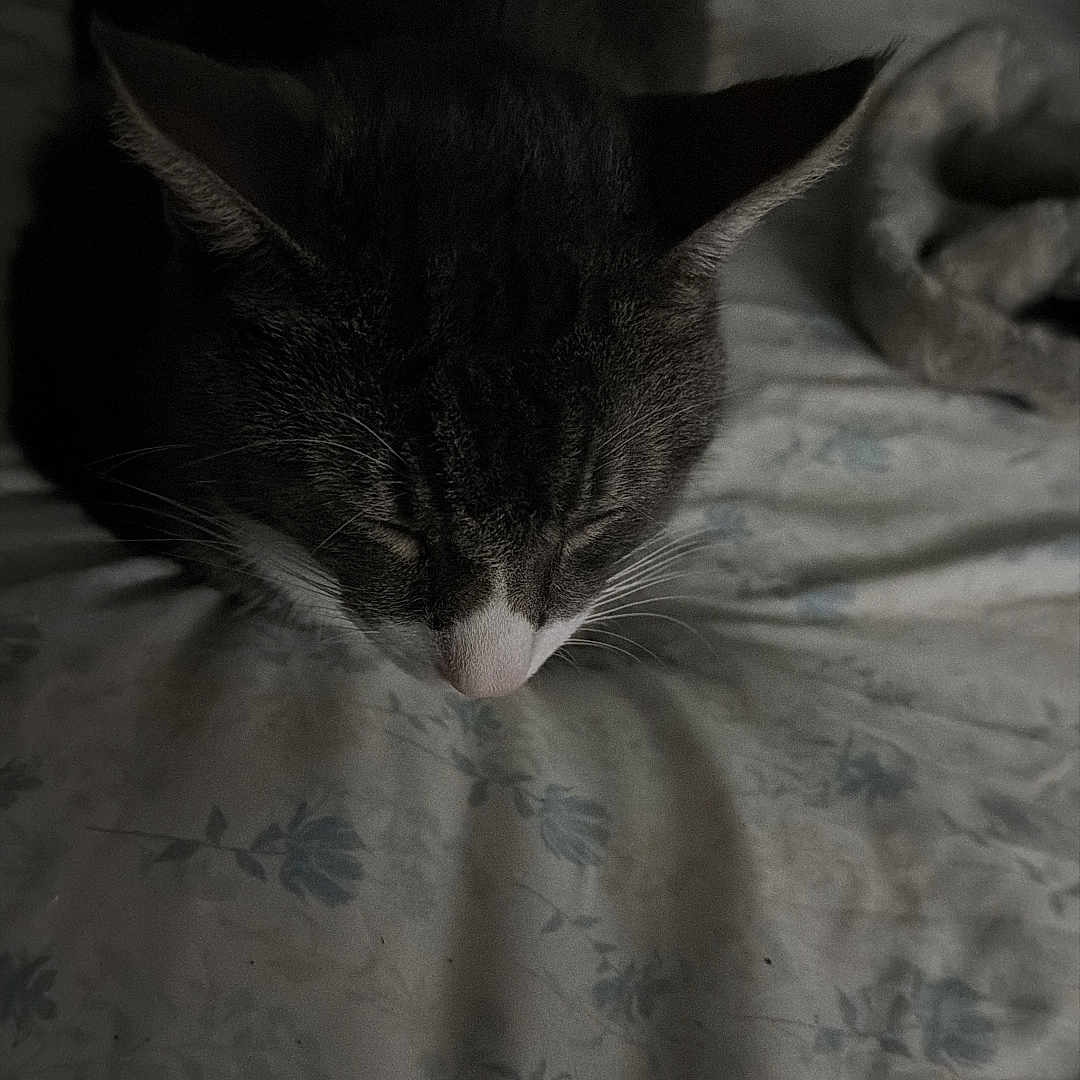 Zephirot is registered to the contest to win money with this photo: animal, bed, cat, comfort, cozy, dark, ears, feline, floral_pattern, fur, home, indoor, nose, pet, quiet, relaxation, resting, shadow, sleeping, whiskers