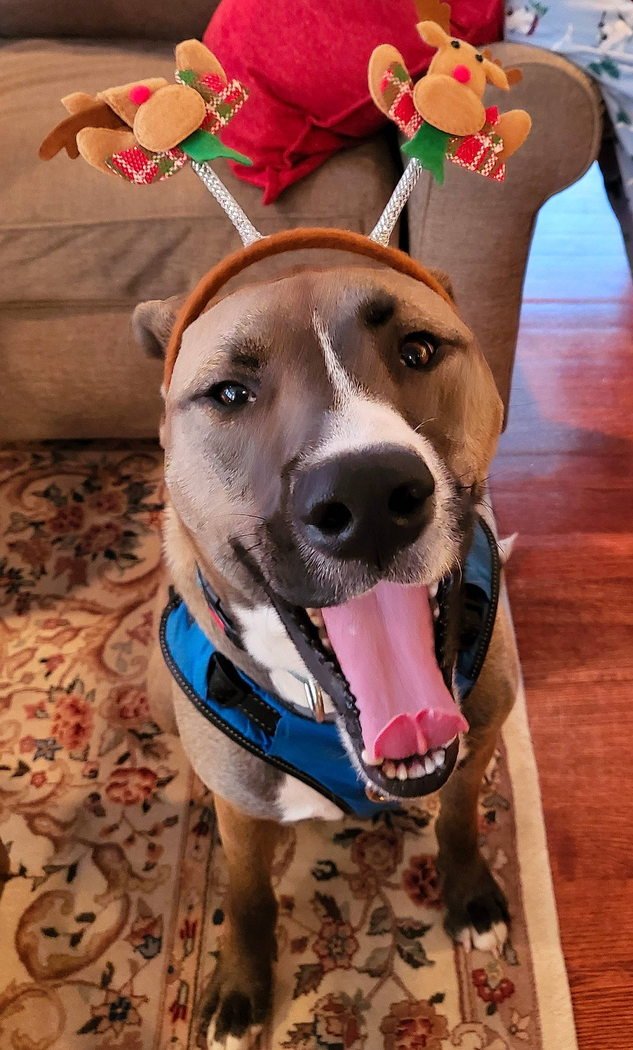 Rebel is registered to the contest to win money with this photo: carnivore, collar, companion_dog, dog, dog_breed, dog_clothes, dog_collar, dog_supply, eyewear, fashion_accessory, fawn, happy, hat, leash, pet_supply, pink, snout, sporting_group, whiskers, working_animal