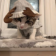 Milo joined the competition — help win amazing prizes! kitten, cat, pet, animal, window, knitted_hat, antlers, reindeer_costume, cute, fluffy, gray, white, indoor, blanket, fur, whiskers, ears, young, curious, soft