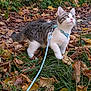 Milo is registered to the contest to win money with this photo: cat, animal, pet, leash, harness, grass, leaves, outdoor, autumn, nature, curious, white, gray, tabby, feline, young, cute, walking, exploring, background