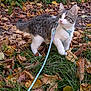 Milo joined the competition — help win amazing prizes! kitten, cat, leash, harness, grass, leaves, autumn, outdoor, nature, pet, animal, curious, young, feline, walking, exploring, green, brown, white, tabby