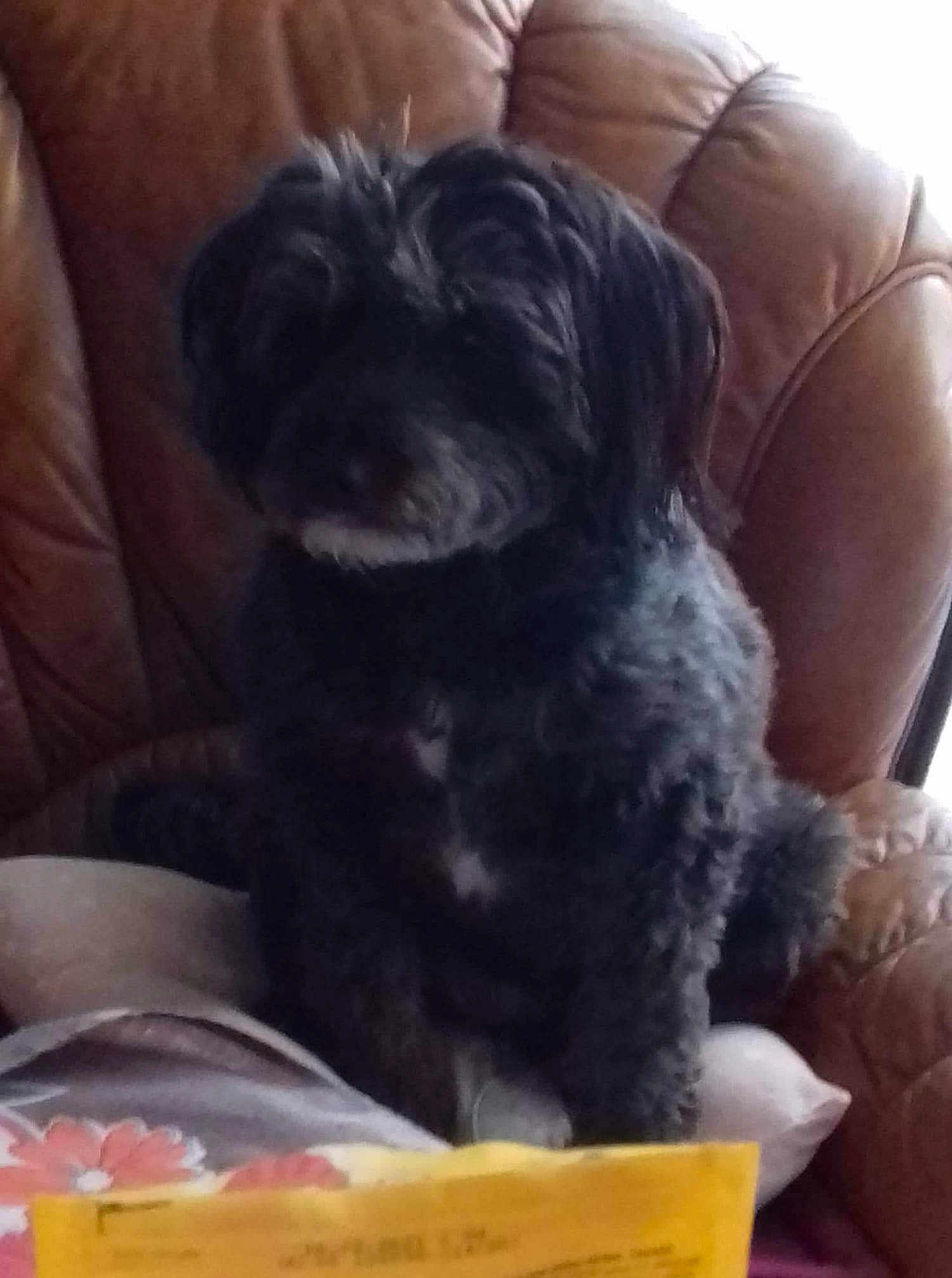 Mara Petite Roumaine