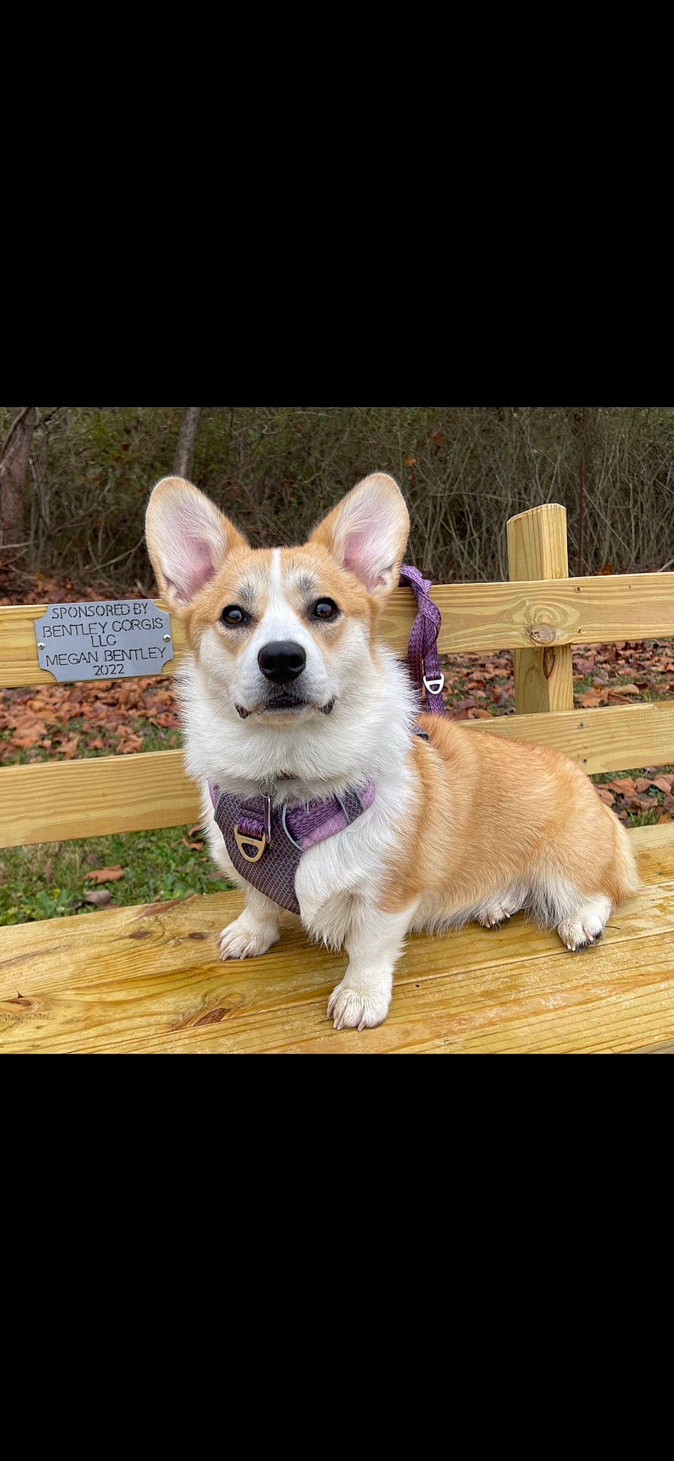 Nadia joined the competition — help win amazing prizes! ancient_dog_breeds, canidae, carnivore, collar, companion_dog, dog, dog_breed, dog_collar, dog_supply, fawn, fur, paw, photo_caption, plant, puppy, sporting_group, tail, whiskers, wood, working_dog