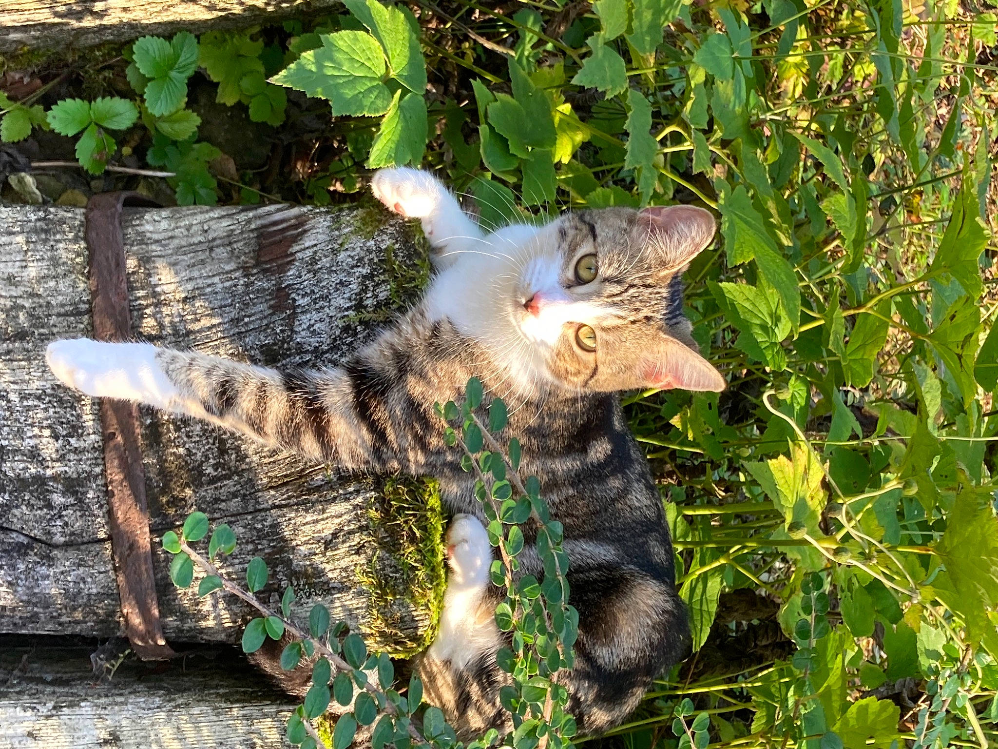 Toscane participe au concours pour gagner de l'argent avec cette photo : carnivore, cat, claw, domestic_short_haired_cat, fawn, felidae, fur, grass, groundcover, herb, pattern, paw, plant, small_to_medium_sized_cats, snout, soil, tail, terrestrial_animal, terrestrial_plant, whiskers