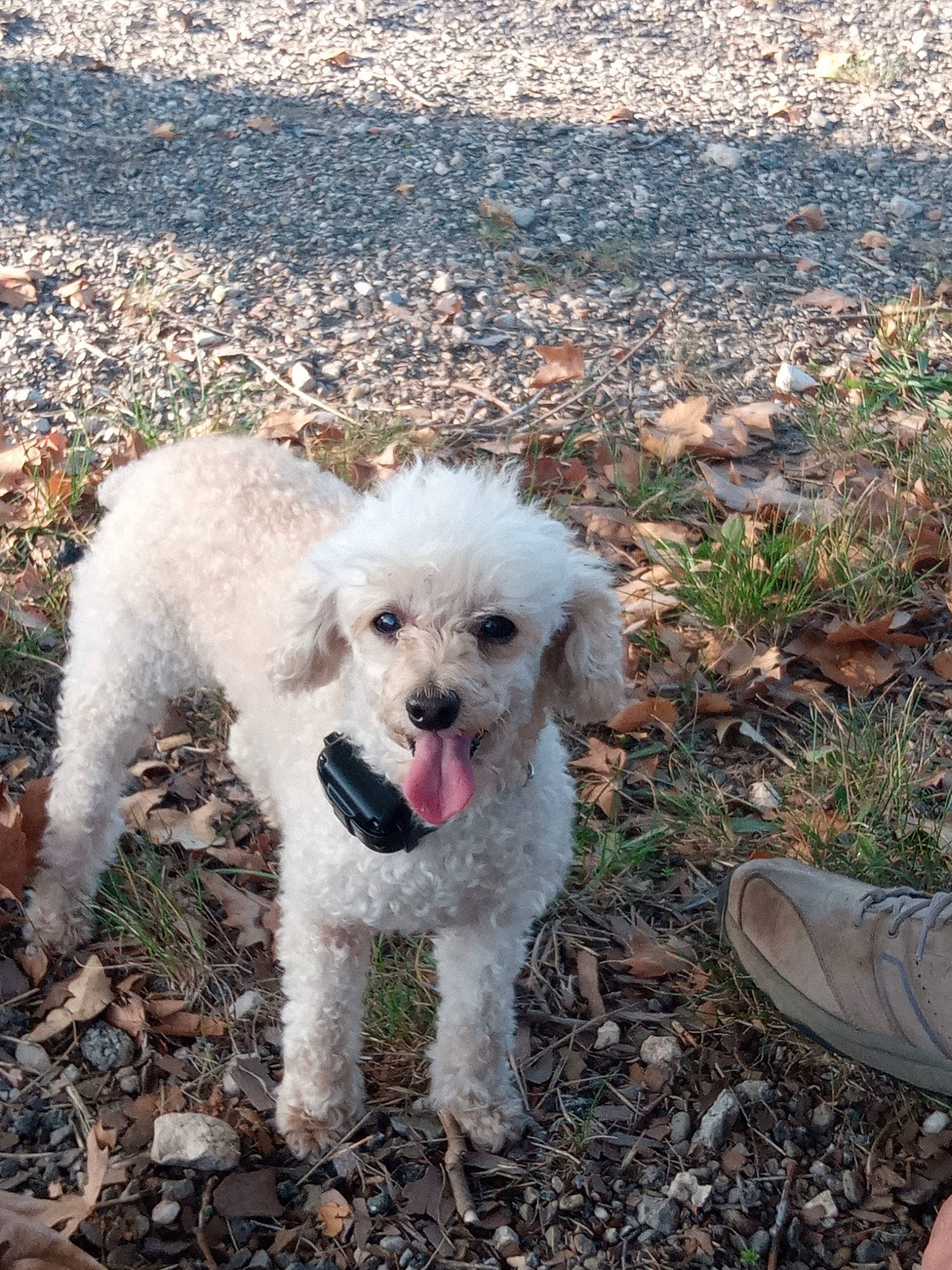 Chipie participe au concours pour gagner de l'argent avec cette photo : canidae, carnivore, companion_dog, dog, dog_breed, goldendoodle, grass, labradoodle, maltepoo, plant, poodle, poodle_crossbreed, small_terrier, snout, soil, sporting_group, standard_poodle, terrier, toy_dog, water_dog