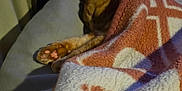 Tiggy joined the competition — help win amazing prizes! animal, blanket, cat, couch, cozy, cute, domestic_cat, feline, indoor, orange_cat, patterned_blanket, paw, pet, pink_paw_pads, quiet, relaxation, resting, sleeping, soft_texture, warm