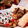 dog, puppy, bed, pajamas, christmas, holiday, teddy_bear, snuggling, cozy, decorations, pillow, cute, festive, sleepwear, indoor, warm, pet, animal, christmas_tree, soft