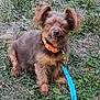 animal, brown_fur, collar, cute, daytime, dog, ears, friendly, grass, leash, nature, outdoor, pet, scruffy, sitting, small_dog, sunlight, tail, tongue, tooth