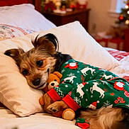 Angel a rejoint le concours — aidez-le/la à gagner de superbes lots ! dog, bed, pajamas, teddy_bear, christmas, holiday, decorations, pillow, blanket, cute, cozy, indoor, relaxed, festive, sleepy, pet, fur, toy, warm, comfort