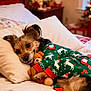 dog, bed, pajamas, teddy_bear, christmas, holiday, decorations, pillow, blanket, cute, cozy, indoor, relaxed, festive, sleepy, pet, fur, toy, warm, comfort