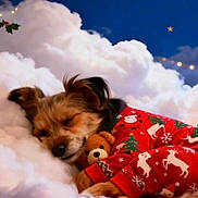 Andgel participe au concours pour gagner de l'argent avec cette photo : dog, sleeping, pajamas, teddy_bear, cloud, night_sky, moon, stars, christmas, holiday, cute, cozy, fur, animal, resting, pet, red_clothing, decorations, festive, soft