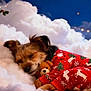 animal, christmas, cloud, cozy, cute, decorations, dog, festive, fur, holiday, moon, night_sky, pajamas, pet, red_clothing, resting, sleeping, soft, stars, teddy_bear