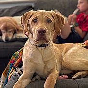 Dutton is registered to the contest to win money with this photo: animal, blanket, blurred_background, casual, child, couch, dog, family, focus, home, indoor, labrador_retriever, living_room, pet, portrait, puppy, relaxing, sleeping_dog, toy, window_blinds