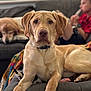 animal, blanket, blurred_background, casual, child, couch, dog, family, focus, home, indoor, labrador_retriever, living_room, pet, portrait, puppy, relaxing, sleeping_dog, toy, window_blinds