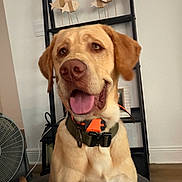 Dutton joined the competition — help win amazing prizes! dog, golden_retriever, labrador, indoor, pet, collar, tongue_out, happy, sitting, wooden_fish, decor, shelf, fan, floor, wall, brown, orange, cute, animal, canine
