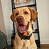 dog, golden_retriever, labrador, indoor, pet, collar, tongue_out, happy, sitting, wooden_fish, decor, shelf, fan, floor, wall, brown, orange, cute, animal, canine