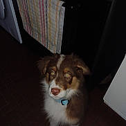 Apollon a rejoint le concours — aidez-le/la à gagner de superbes lots ! dog, puppy, brown, white, collar, indoor, kitchen, floor, tiled_floor, oven, towel, striped_towel, pet, animal, fur, sitting, looking_up, domestic, home, cute