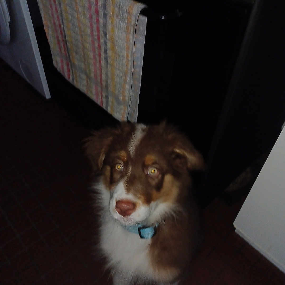 Apollon a rejoint le concours — aidez-le/la à gagner de superbes lots ! animal, brown, collar, cute, dog, domestic, floor, fur, home, indoor, kitchen, looking_up, oven, pet, puppy, sitting, striped_towel, tiled_floor, towel, white