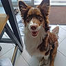 brown_fur, companion, dog, domestic_animal, door, ears_up, footwear, glass_door, happy, indoor, looking_up, paw, pet, rug, smiling, sock, tail, tile_floor, white_fur, wooden_furniture