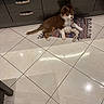 Apollon participe au concours pour gagner de l'argent avec cette photo : brown, cabinet, cute, dog, domestic_animal, flooring, fur, home, indoor, lying_down, pet, playful, puppy, rope_toy, rug, shadow, tile_floor, toy, white, young