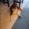 animal, black_chairs, brown_dog, companion, curious, dog, domestic, ears_up, floor_tiles, fur, home, indoor, looking_up, pet, relaxed, shadow, sunlight, tile_floor, white_fur, wooden_chairs