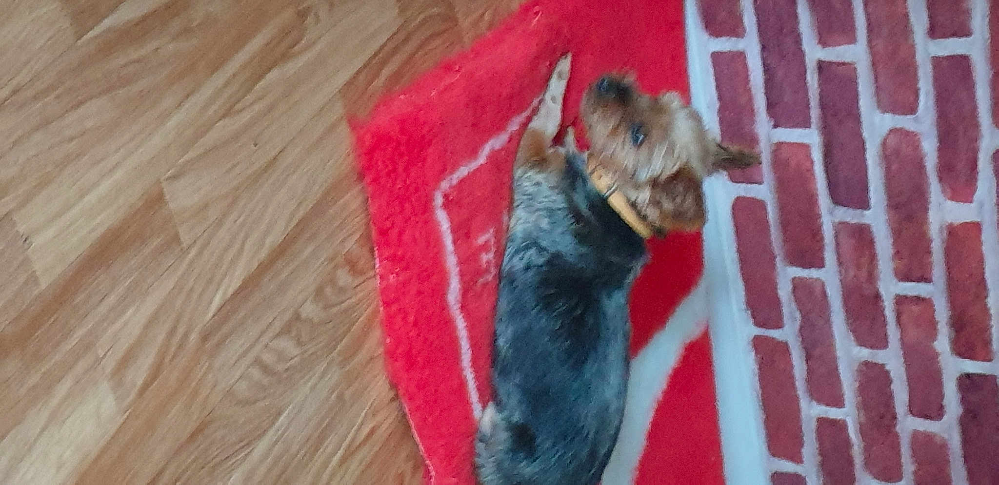Dixi