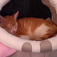 Wallet Josiane a rejoint le concours — aidez-le/la à gagner de superbes lots ! cat, sleeping, pet_bed, orange_cat, white_fur, cozy, indoor, resting, cute, feline, soft, cushion, comfort, relaxed, animal, nap, fur, small_pet, domestic, quiet
