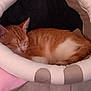 cat, sleeping, pet_bed, orange_cat, white_fur, cozy, indoor, resting, cute, feline, soft, cushion, comfort, relaxed, animal, nap, fur, small_pet, domestic, quiet