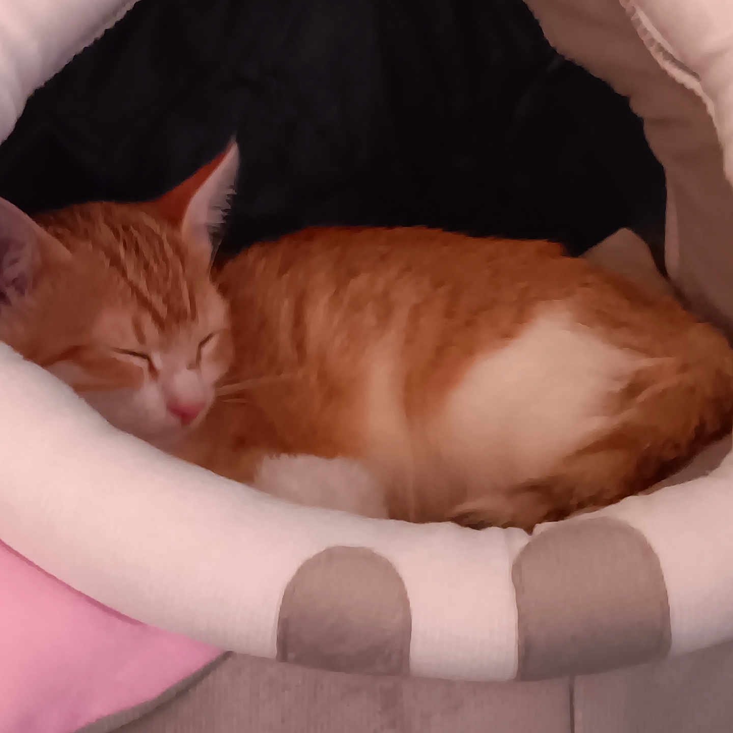 Wallet Josiane a rejoint le concours — aidez-le/la à gagner de superbes lots ! animal, cat, comfort, cozy, cushion, cute, domestic, feline, fur, indoor, nap, orange_cat, pet_bed, quiet, relaxed, resting, sleeping, small_pet, soft, white_fur