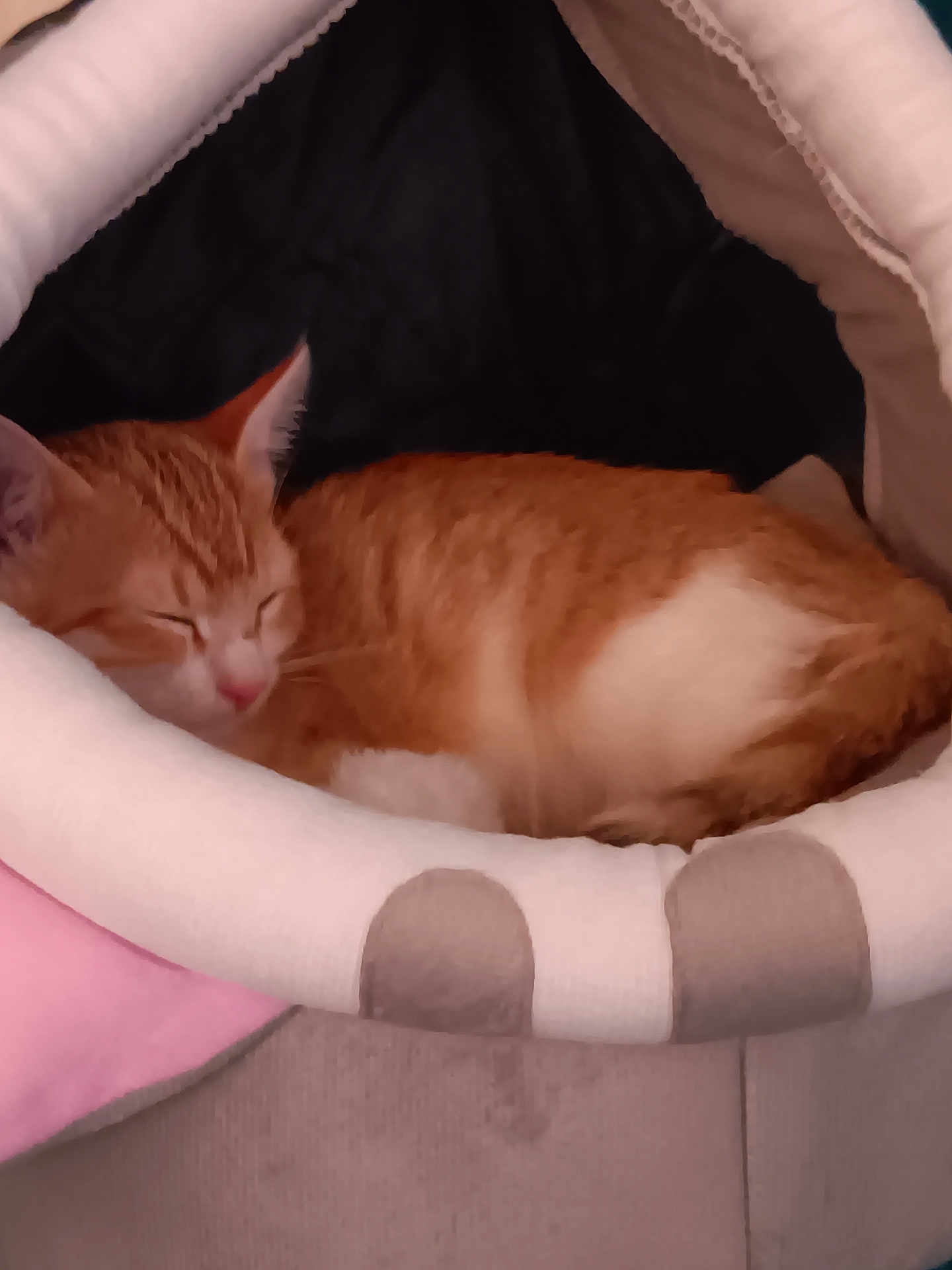 Wallet Josiane a rejoint le concours — aidez-le/la à gagner de superbes lots ! cat, sleeping, pet_bed, orange_cat, white_fur, cozy, indoor, resting, cute, feline, soft, cushion, comfort, relaxed, animal, nap, fur, small_pet, domestic, quiet