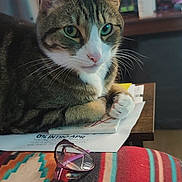 Tj Roberts is registered to the contest to win money with this photo: cat, tabby_cat, glasses, striped_blanket, table, papers, indoor, household_items, furniture, resting, closeup, pet, paws, face, eyes, domestic, cozy, blurred_background, colorful, still_life