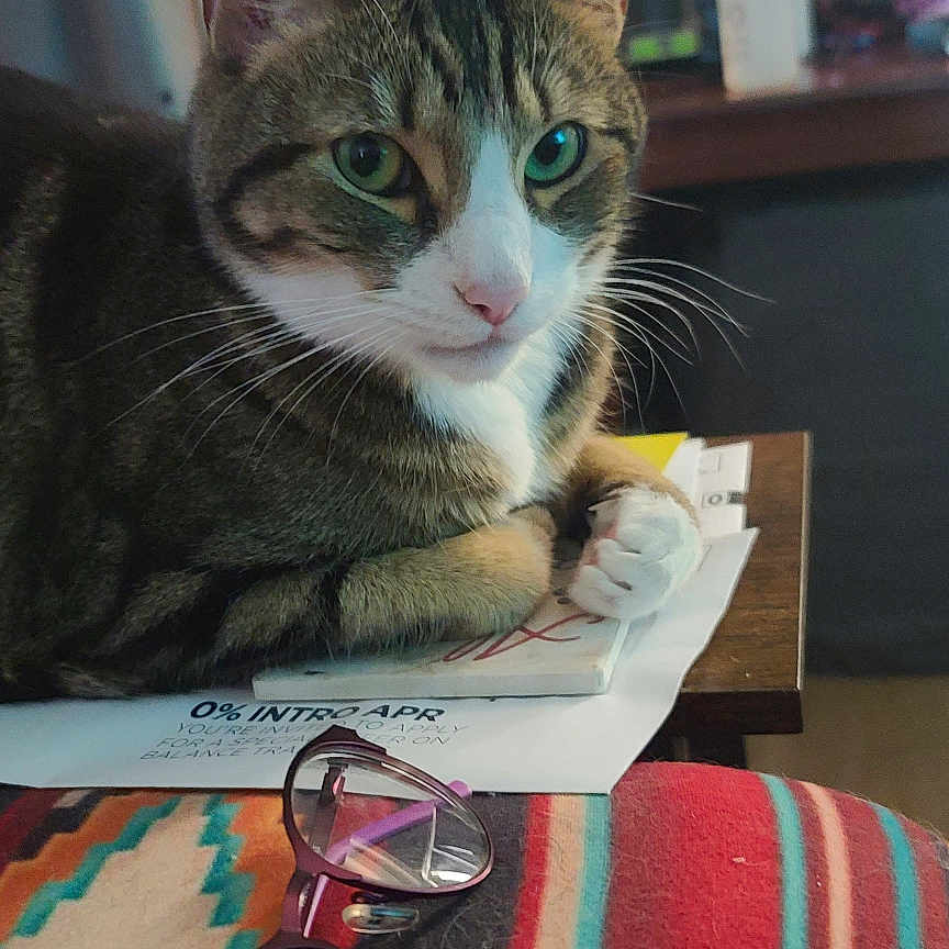 Tj Roberts is registered to the contest to win money with this photo: blurred_background, cat, closeup, colorful, cozy, domestic, eyes, face, furniture, glasses, household_items, indoor, papers, paws, pet, resting, still_life, striped_blanket, tabby_cat, table