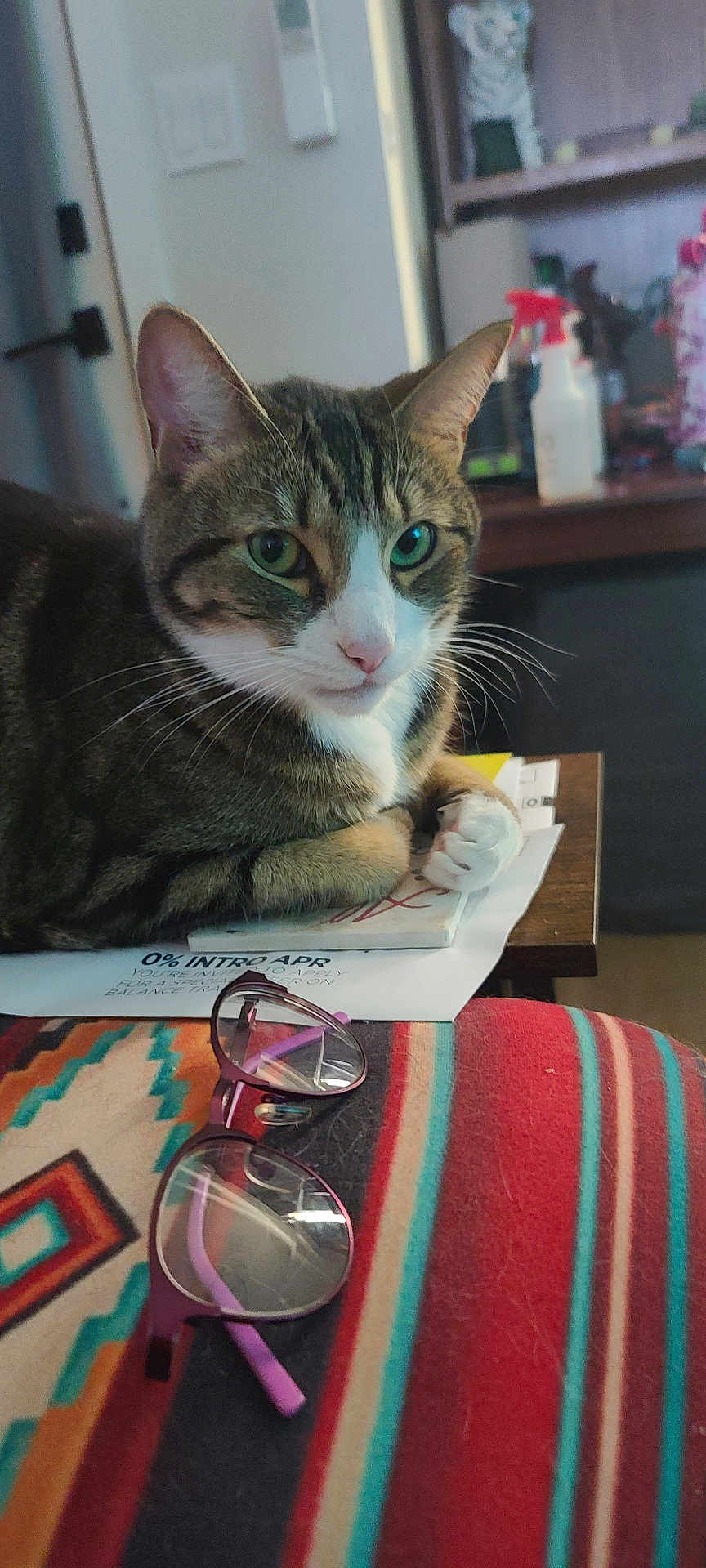 Tj Roberts is registered to the contest to win money with this photo: cat, tabby_cat, glasses, striped_blanket, table, papers, indoor, household_items, furniture, resting, closeup, pet, paws, face, eyes, domestic, cozy, blurred_background, colorful, still_life